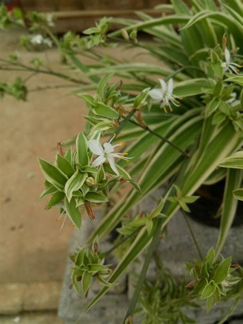 吊蘭開花|吊蘭怎麼養才能經常開花呢？